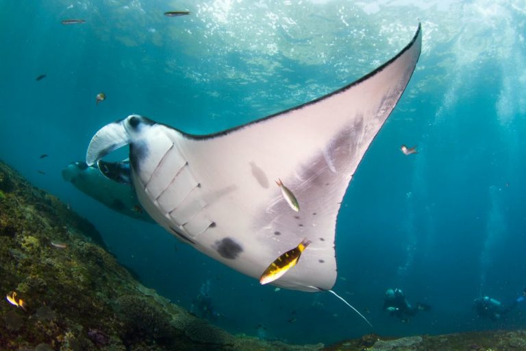 The exotic manta rays of Manta Point, Nusa Penida