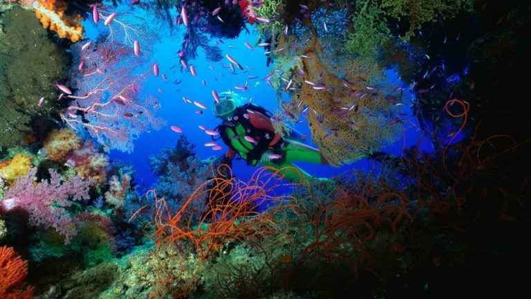 The beauty of Nusa Penida underwater