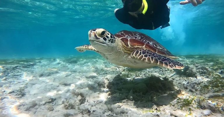 Snorkelers enjoying underwater views near Gili Islands on Bali day trip