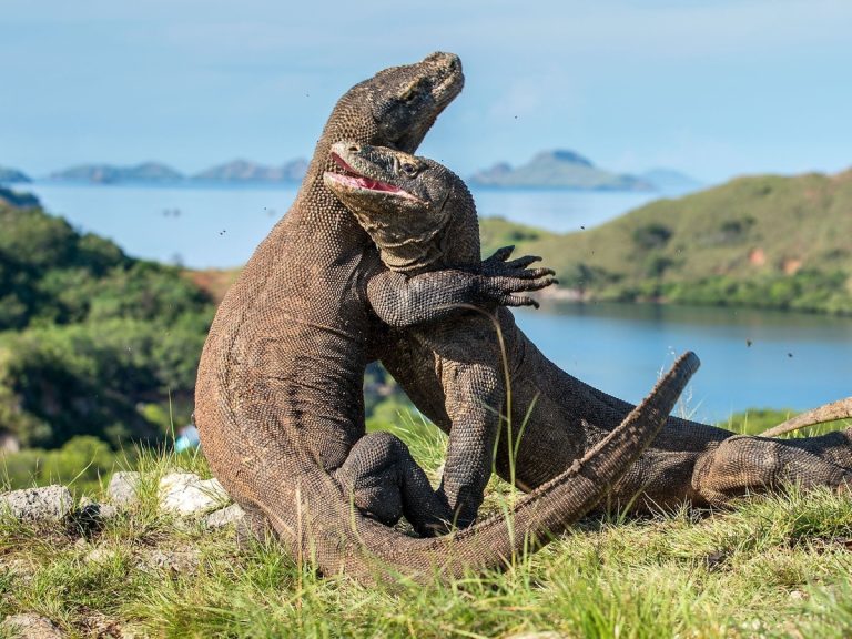 Komodo Private Boat Tour - Meet the Komodo Dragons