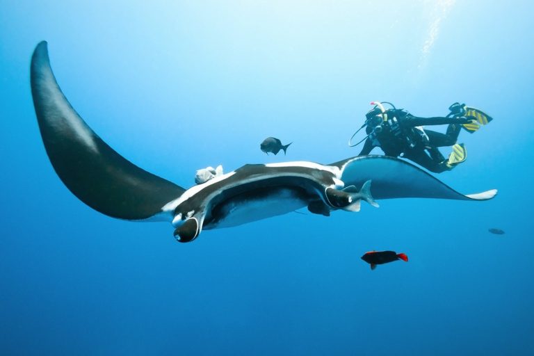 Diver swimming alongside a manta ray at Manta Point, Nusa Penida Island