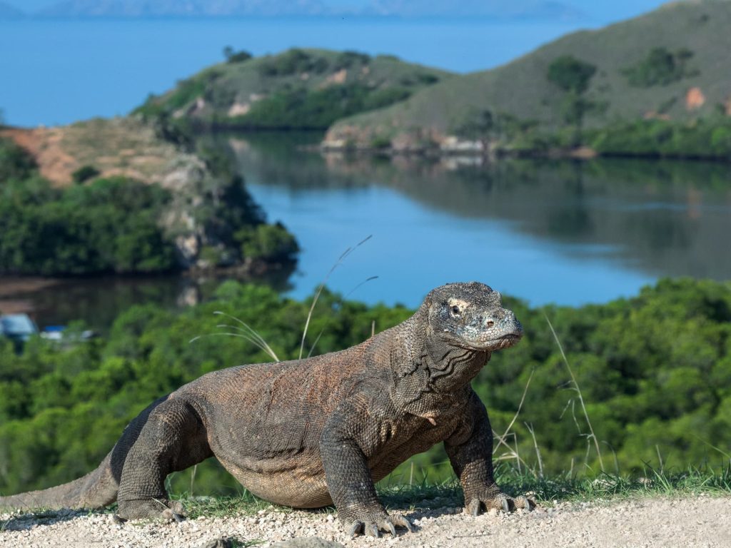 Komodo Island Boat Tour | Must-Do Adventure in Indonesia