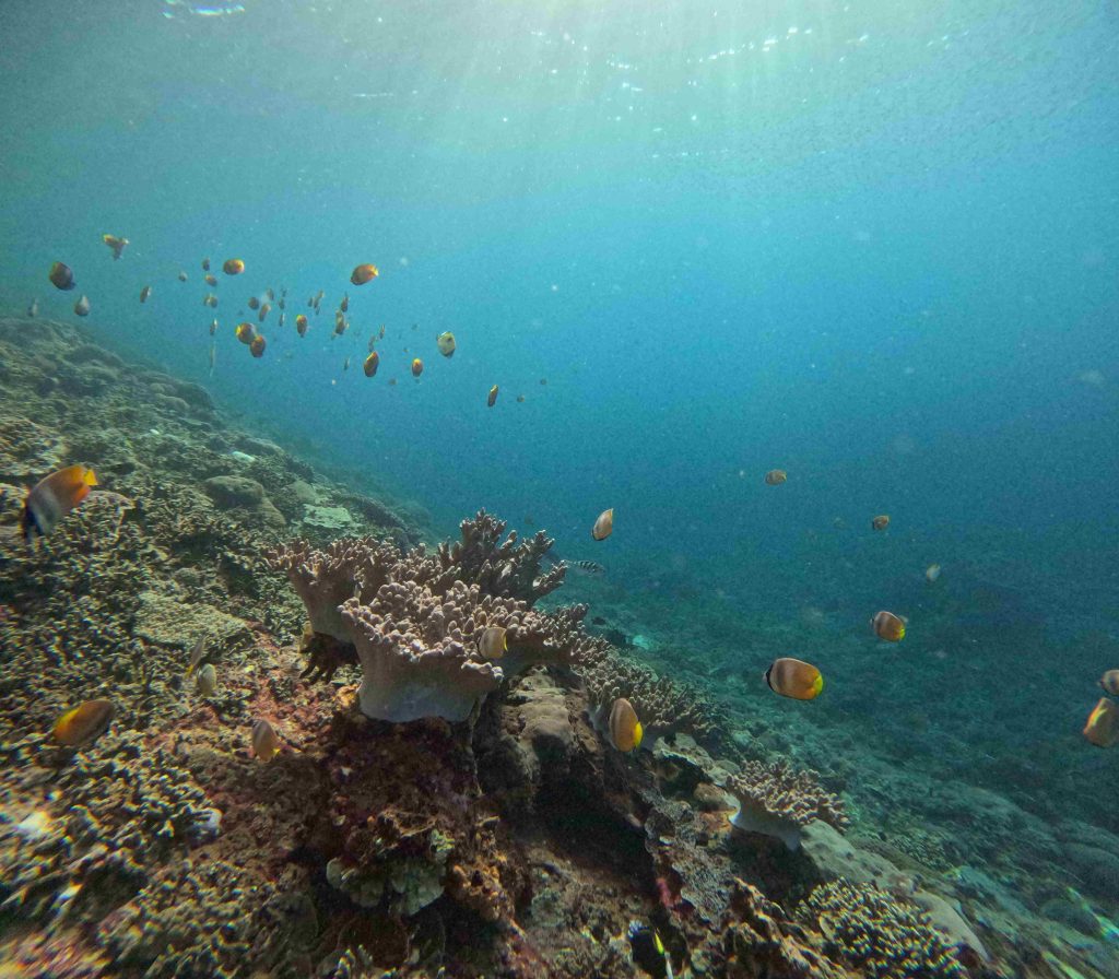 Colorful coral reef and tropical fish in the clear waters of Nusa Penida – a must-see on day trips to the island.
